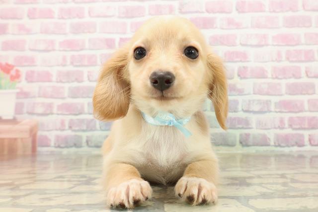 神奈川県のチワックス(チワワ×ダックス) (Coo&RIKU秦野店/2025年9月30日生まれ/男の子/クリームホワイト)の子犬の1枚目の画像