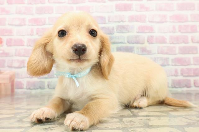 神奈川県のチワックス(チワワ×ダックス) (Coo&RIKU秦野店/2025年9月30日生まれ/男の子/クリームホワイト)の子犬の2枚目の画像