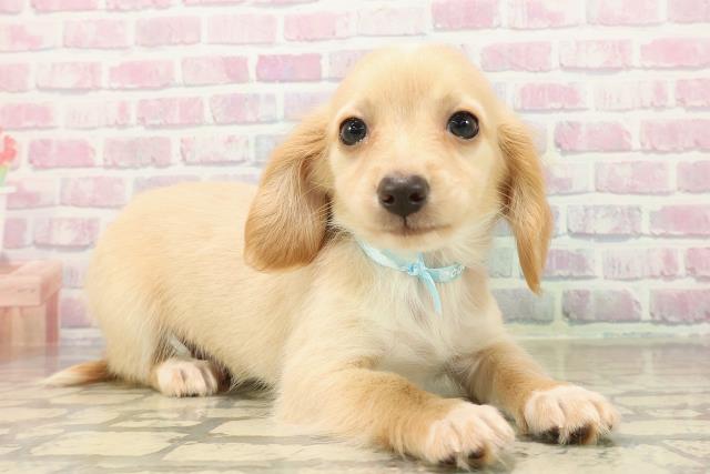 神奈川県のチワックス(チワワ×ダックス) (Coo&RIKU秦野店/2025年9月30日生まれ/男の子/クリームホワイト)の子犬の3枚目の画像