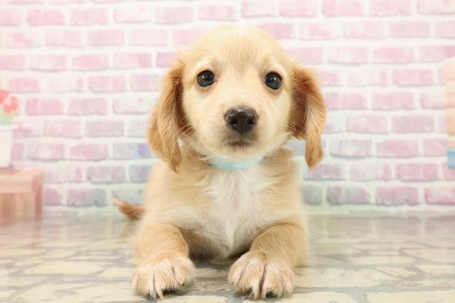 神奈川県のチワックス(チワワ×ダックス) (Coo&RIKU横浜港南台店/2025年9月30日生まれ/男の子/クリームホワイト)の子犬の1枚目の画像