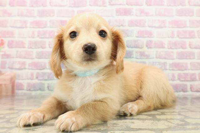 神奈川県のチワックス(チワワ×ダックス) (Coo&RIKU横浜港南台店/2025年9月30日生まれ/男の子/クリームホワイト)の子犬の2枚目の画像