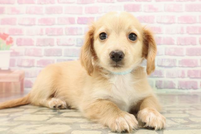 神奈川県のチワックス(チワワ×ダックス) (Coo&RIKU横浜港南台店/2025年9月30日生まれ/男の子/クリームホワイト)の子犬の3枚目の画像