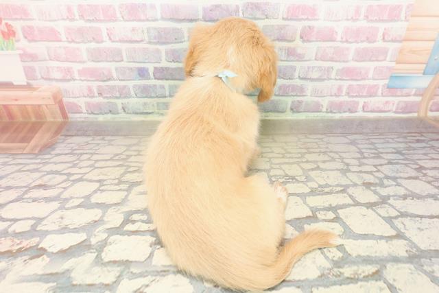 神奈川県のチワックス(チワワ×ダックス) (Coo&RIKU横浜港南台店/2025年9月30日生まれ/男の子/クリームホワイト)の子犬の4枚目の画像