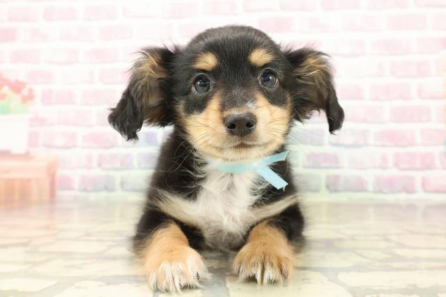 山梨県のチワックス(チワワ×ダックス) (Coo&RIKU甲府昭和通り店/2025年9月30日生まれ/男の子/ブラックタンホワイト)の子犬