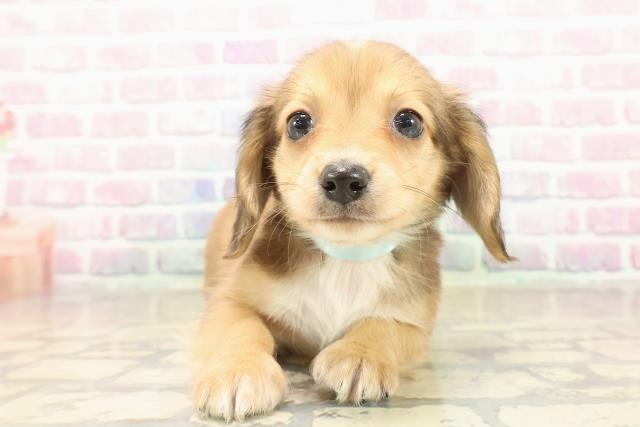 埼玉県のチワックス(チワワ×ダックス) (Coo&RIKU川越店/2025年9月30日生まれ/男の子/シェーデットクリーム)の子犬の1枚目の画像