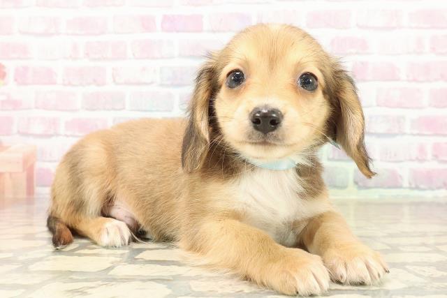 埼玉県のチワックス(チワワ×ダックス) (Coo&RIKU川越店/2025年9月30日生まれ/男の子/シェーデットクリーム)の子犬の3枚目の画像