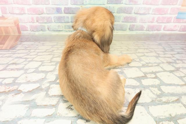 埼玉県のチワックス(チワワ×ダックス) (Coo&RIKU川越店/2025年9月30日生まれ/男の子/シェーデットクリーム)の子犬の4枚目の画像