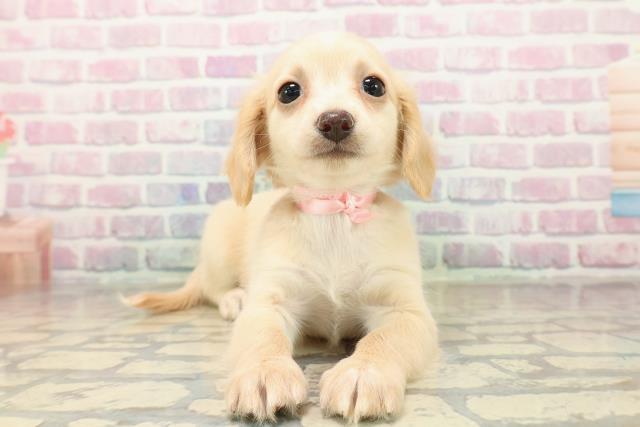 神奈川県のチワックス(チワワ×ダックス) (Coo&RIKU江の島店/2025年9月30日生まれ/女の子/クリームホワイト)の子犬の1枚目の画像