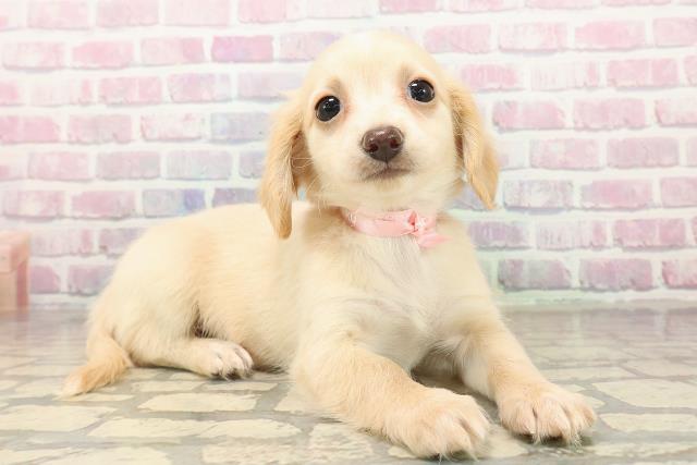 神奈川県のチワックス(チワワ×ダックス) (Coo&RIKU江の島店/2025年9月30日生まれ/女の子/クリームホワイト)の子犬の3枚目の画像