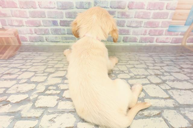 神奈川県のチワックス(チワワ×ダックス) (Coo&RIKU江の島店/2025年9月30日生まれ/女の子/クリームホワイト)の子犬の4枚目の画像