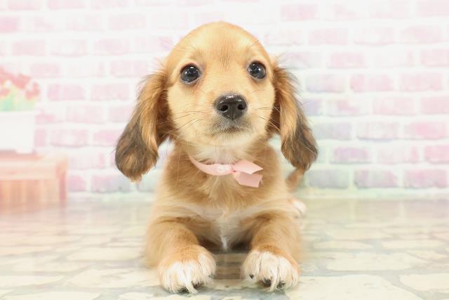 東京都のチワックス(チワワ×ダックス) (Coo&RIKU立川店/2025年9月30日生まれ/女の子/レッドホワイト)の子犬の1枚目の画像