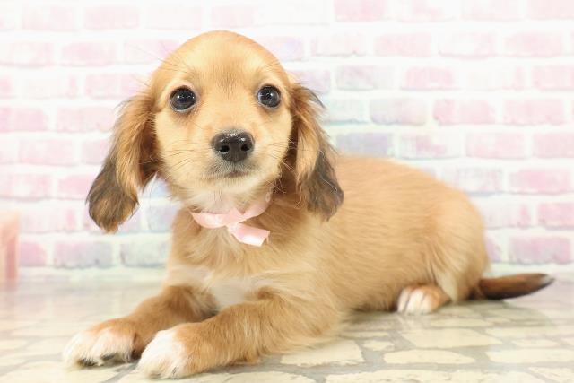 東京都のチワックス(チワワ×ダックス) (Coo&RIKU立川店/2025年9月30日生まれ/女の子/レッドホワイト)の子犬の2枚目の画像