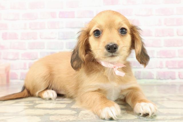 東京都のチワックス(チワワ×ダックス) (Coo&RIKU立川店/2025年9月30日生まれ/女の子/レッドホワイト)の子犬の3枚目の画像