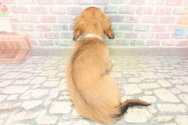 東京都のチワックス(チワワ×ダックス) (Coo&RIKU立川店/2025年9月30日生まれ/女の子/レッドホワイト)の子犬の4枚目の画像