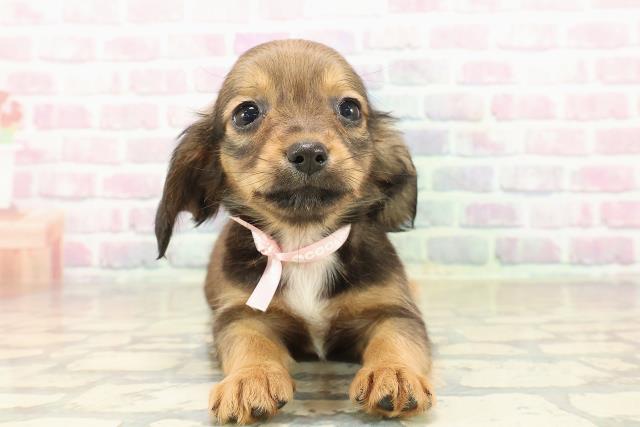 東京都のチワックス(チワワ×ダックス) (Coo&RIKU府中店/2025年9月30日生まれ/女の子/レッドホワイト)の子犬の1枚目の画像