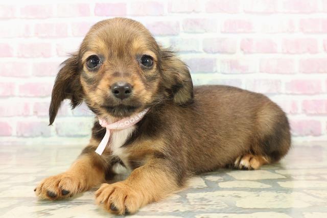 東京都のチワックス(チワワ×ダックス) (Coo&RIKU府中店/2025年9月30日生まれ/女の子/レッドホワイト)の子犬の2枚目の画像