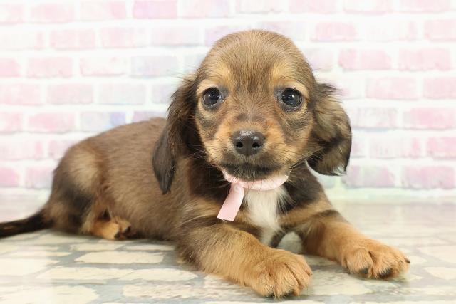 東京都のチワックス(チワワ×ダックス) (Coo&RIKU府中店/2025年9月30日生まれ/女の子/レッドホワイト)の子犬の3枚目の画像