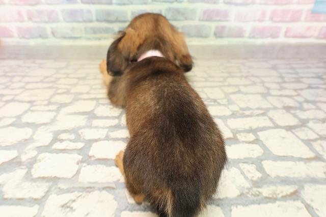 東京都のチワックス(チワワ×ダックス) (Coo&RIKU府中店/2025年9月30日生まれ/女の子/レッドホワイト)の子犬の4枚目の画像