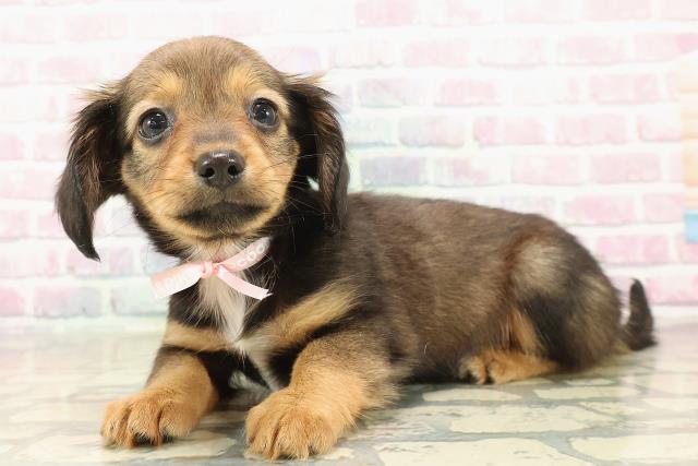 栃木県のチワックス(チワワ×ダックス) (Coo&RIKU足利店/2025年9月30日生まれ/女の子/レッドホワイト)の子犬の2枚目の画像