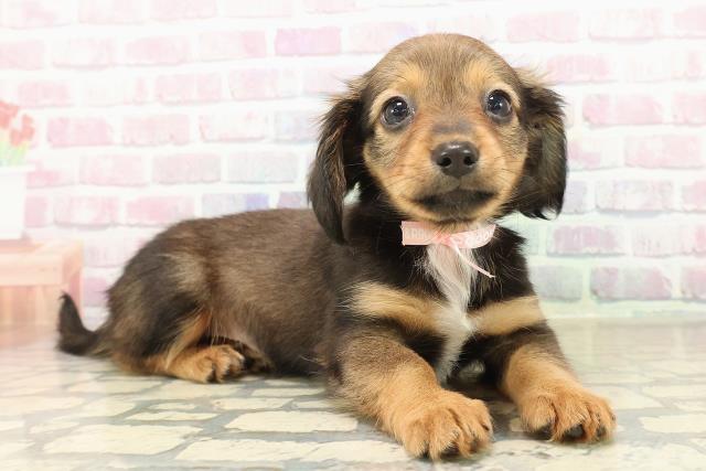 栃木県のチワックス(チワワ×ダックス) (Coo&RIKU足利店/2025年9月30日生まれ/女の子/レッドホワイト)の子犬の3枚目の画像