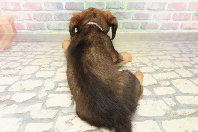 栃木県のチワックス(チワワ×ダックス) (Coo&RIKU足利店/2025年9月30日生まれ/女の子/レッドホワイト)の子犬の4枚目の画像