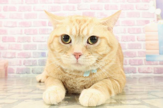 東京都のスコティッシュフォールド (Coo&RIKU立川店/2024年9月16日生まれ/男の子/レッドタビー)の子猫の1枚目の画像