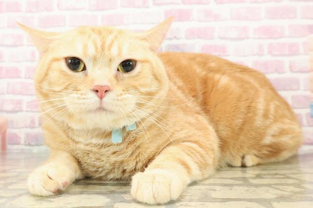 東京都のスコティッシュフォールド (Coo&RIKU立川店/2024年9月16日生まれ/男の子/レッドタビー)の子猫の2枚目の画像