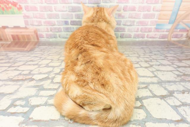 東京都のスコティッシュフォールド (Coo&RIKU立川店/2024年9月16日生まれ/男の子/レッドタビー)の子猫の4枚目の画像