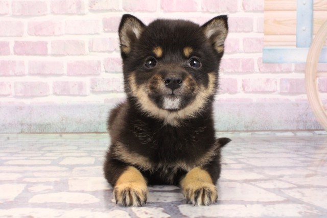 兵庫県の豆柴 (Coo&RIKU丹波店/2025年9月25日生まれ/女の子/黒)の子犬