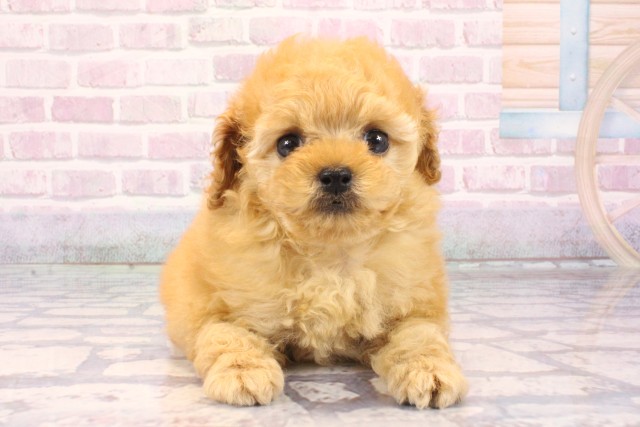 大阪府のトイプードル(トイ) (Coo&RIKU天王寺店/2025年10月2日生まれ/女の子/オレンジフォーン)の子犬
