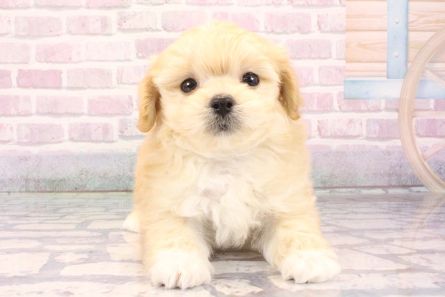 兵庫県のマルプー(マルチーズ×プードル) (Coo&RIKU尼崎店/2025年10月1日生まれ/男の子/クリーム)の子犬