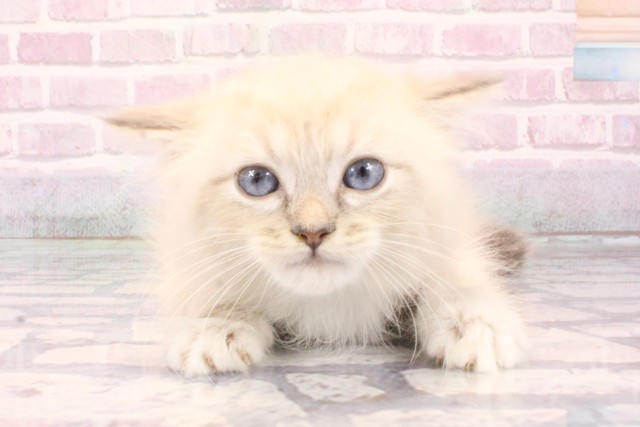 兵庫県のサイベリアン (Coo&RIKU神戸垂水店/2025年9月9日生まれ/男の子/ブルーリンクスポイントホワイト)の子猫