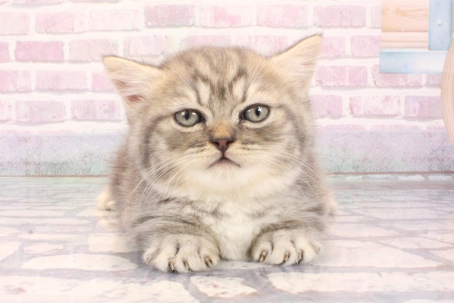 大阪府のマンチカン (Coo&RIKU心斎橋店/2025年10月2日生まれ/男の子/ブルータビー)の子猫