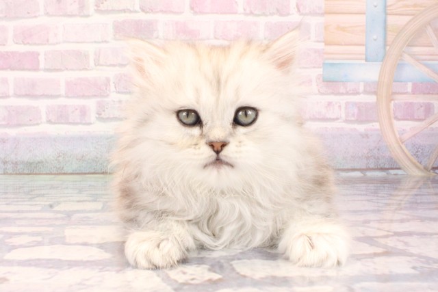 兵庫県のミヌエット (Coo&RIKU神戸垂水店/2025年10月1日生まれ/女の子/チンチラシルバー)の子猫