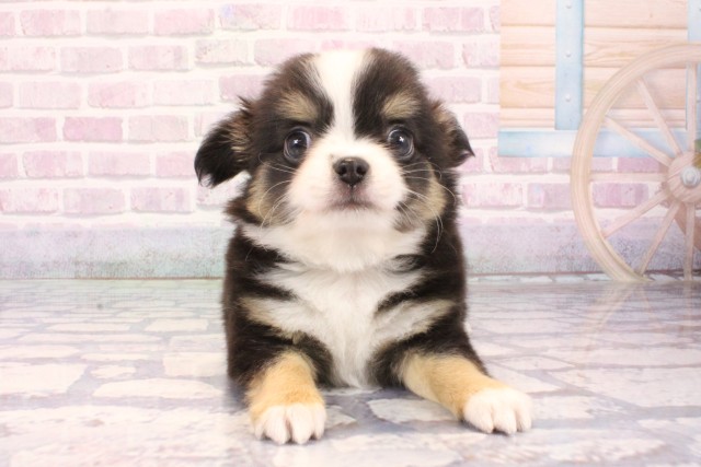 大阪府のチワワ(ロング) (Coo&RIKU天王寺店/2025年10月1日生まれ/男の子/ブラックタンホワイト)の子犬