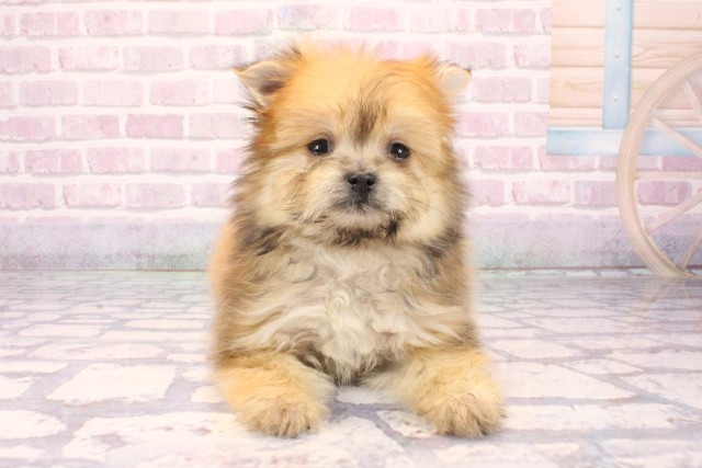 大阪府のポメマル/マルポメ(ポメラニアン×マルチーズ) (Coo&RIKU東大阪店/2025年9月28日生まれ/女の子/オレンジ)の子犬