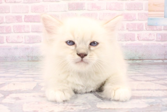 滋賀県のラグドール (Coo&RIKU長浜店/2025年10月2日生まれ/男の子/シールリンクスポイントミテッド)の子猫の1枚目の画像