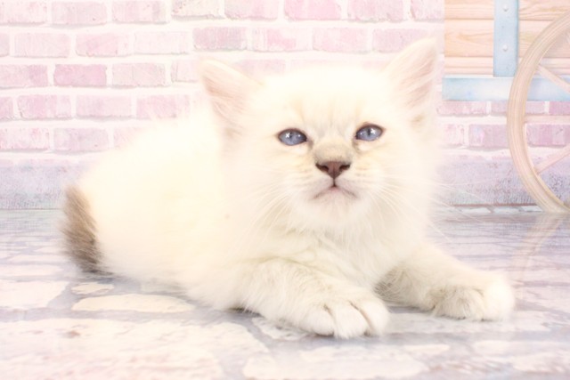 滋賀県のラグドール (Coo&RIKU長浜店/2025年10月2日生まれ/男の子/シールリンクスポイントミテッド)の子猫の2枚目の画像