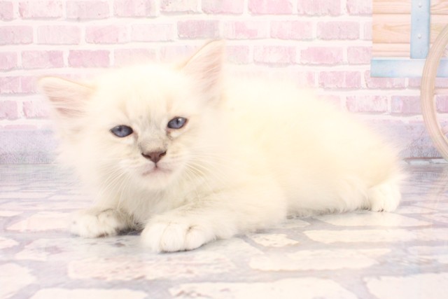 滋賀県のラグドール (Coo&RIKU長浜店/2025年10月2日生まれ/男の子/シールリンクスポイントミテッド)の子猫の3枚目の画像