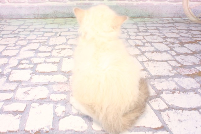 滋賀県のラグドール (Coo&RIKU長浜店/2025年10月2日生まれ/男の子/シールリンクスポイントミテッド)の子猫の4枚目の画像