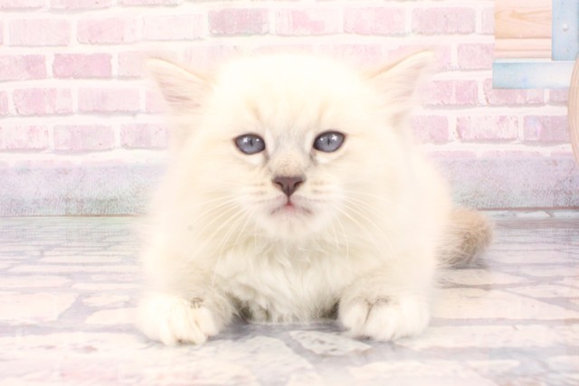 滋賀県のラグドール (Coo&RIKU滋賀草津店/2025年10月2日生まれ/女の子/シールリンクスポイントミテッド)の子猫の1枚目の画像