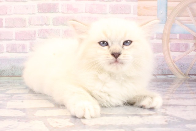 滋賀県のラグドール (Coo&RIKU滋賀草津店/2025年10月2日生まれ/女の子/シールリンクスポイントミテッド)の子猫の2枚目の画像