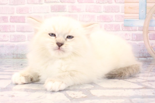 滋賀県のラグドール (Coo&RIKU滋賀草津店/2025年10月2日生まれ/女の子/シールリンクスポイントミテッド)の子猫の3枚目の画像