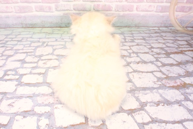 滋賀県のラグドール (Coo&RIKU滋賀草津店/2025年10月2日生まれ/女の子/シールリンクスポイントミテッド)の子猫の4枚目の画像