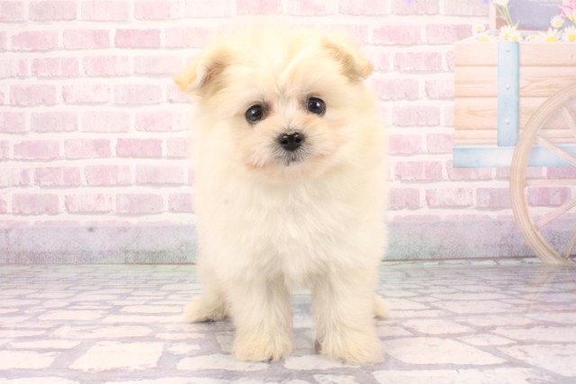 滋賀県のポメプー(ポメラニアン×プードル) (Coo&RIKU滋賀草津店/2025年9月29日生まれ/女の子/クリーム)の子犬の1枚目の画像