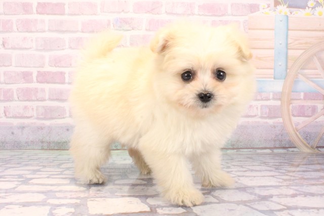 滋賀県のポメプー(ポメラニアン×プードル) (Coo&RIKU滋賀草津店/2025年9月29日生まれ/女の子/クリーム)の子犬の2枚目の画像