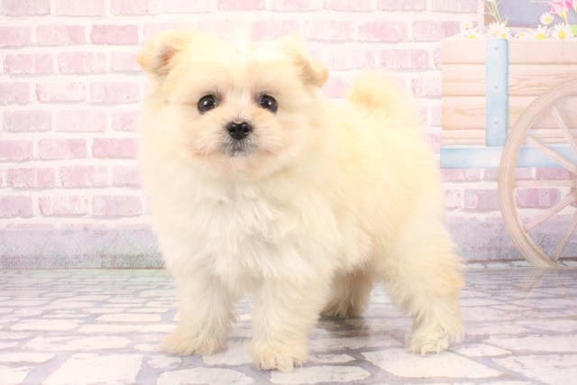 滋賀県のポメプー(ポメラニアン×プードル) (Coo&RIKU滋賀草津店/2025年9月29日生まれ/女の子/クリーム)の子犬の3枚目の画像