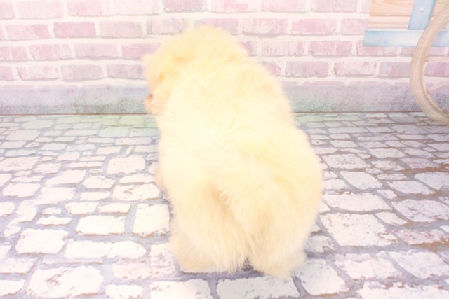 滋賀県のポメプー(ポメラニアン×プードル) (Coo&RIKU滋賀草津店/2025年9月29日生まれ/女の子/クリーム)の子犬の4枚目の画像