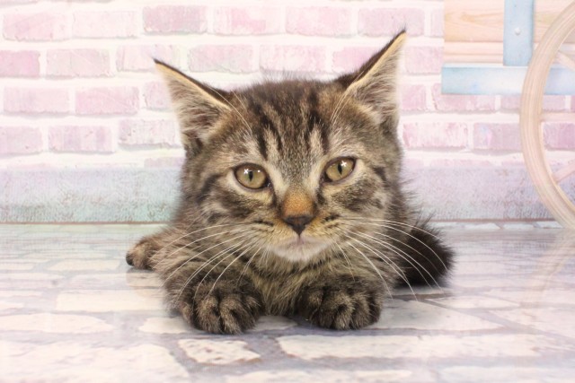 京都府のマンチカン (Coo&RIKU舞鶴店/2025年10月1日生まれ/男の子/ブラウンタビー)の子猫の1枚目の画像