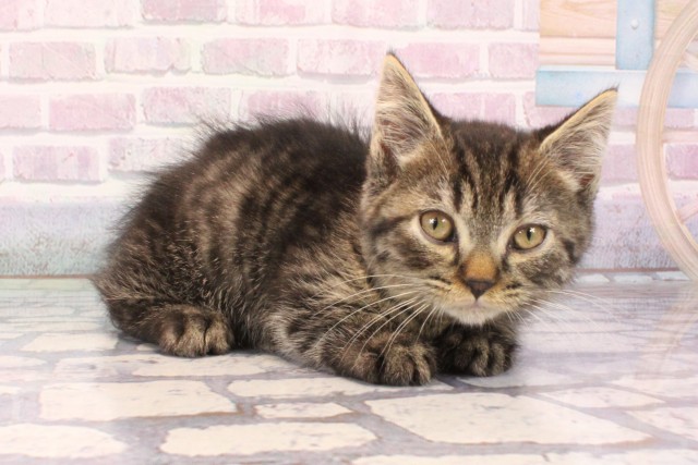 京都府のマンチカン (Coo&RIKU舞鶴店/2025年10月1日生まれ/男の子/ブラウンタビー)の子猫の2枚目の画像